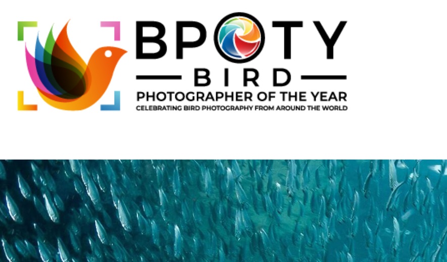 Bird Photographer of the Year