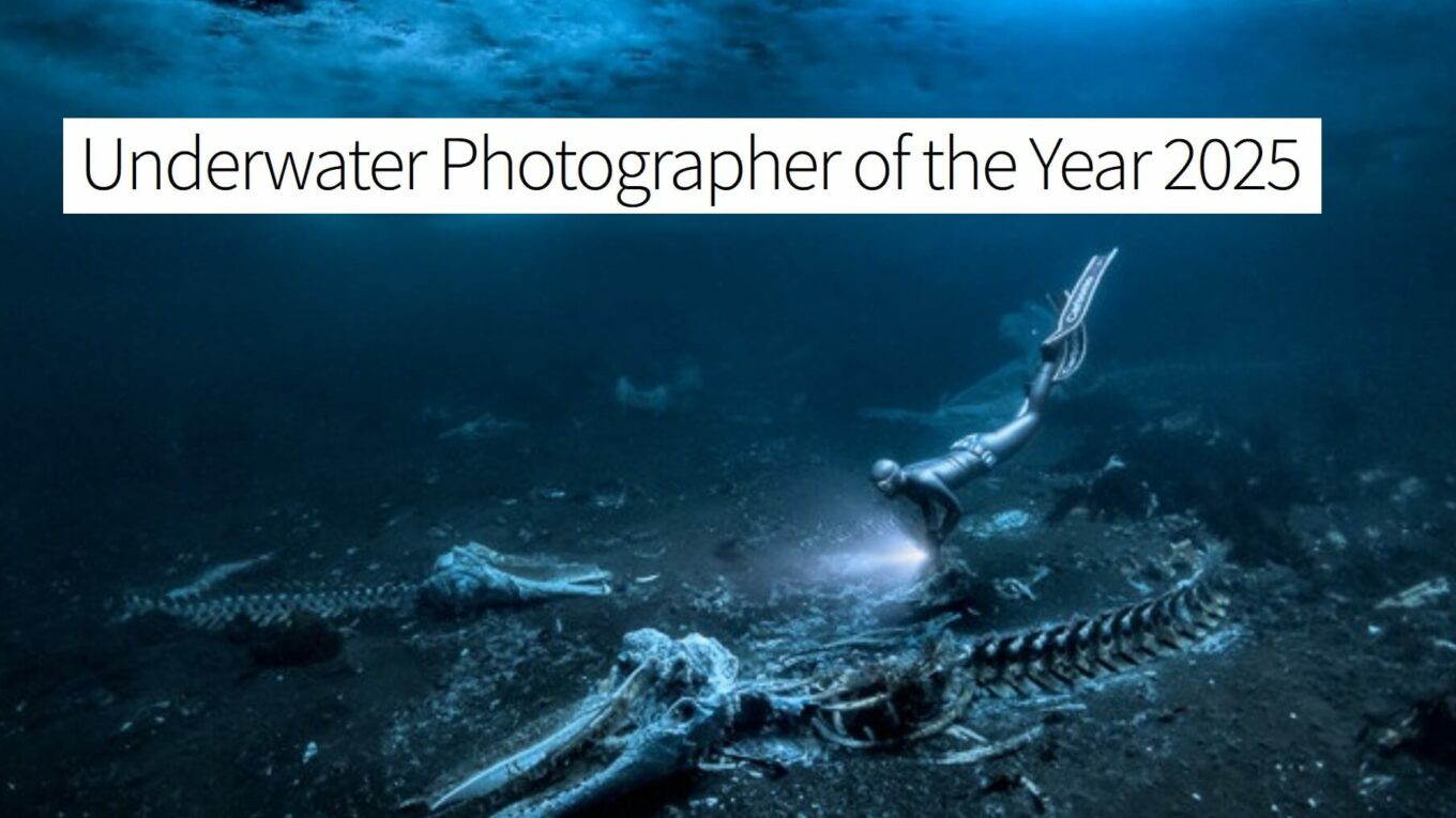 Underwater Photographer of the Year