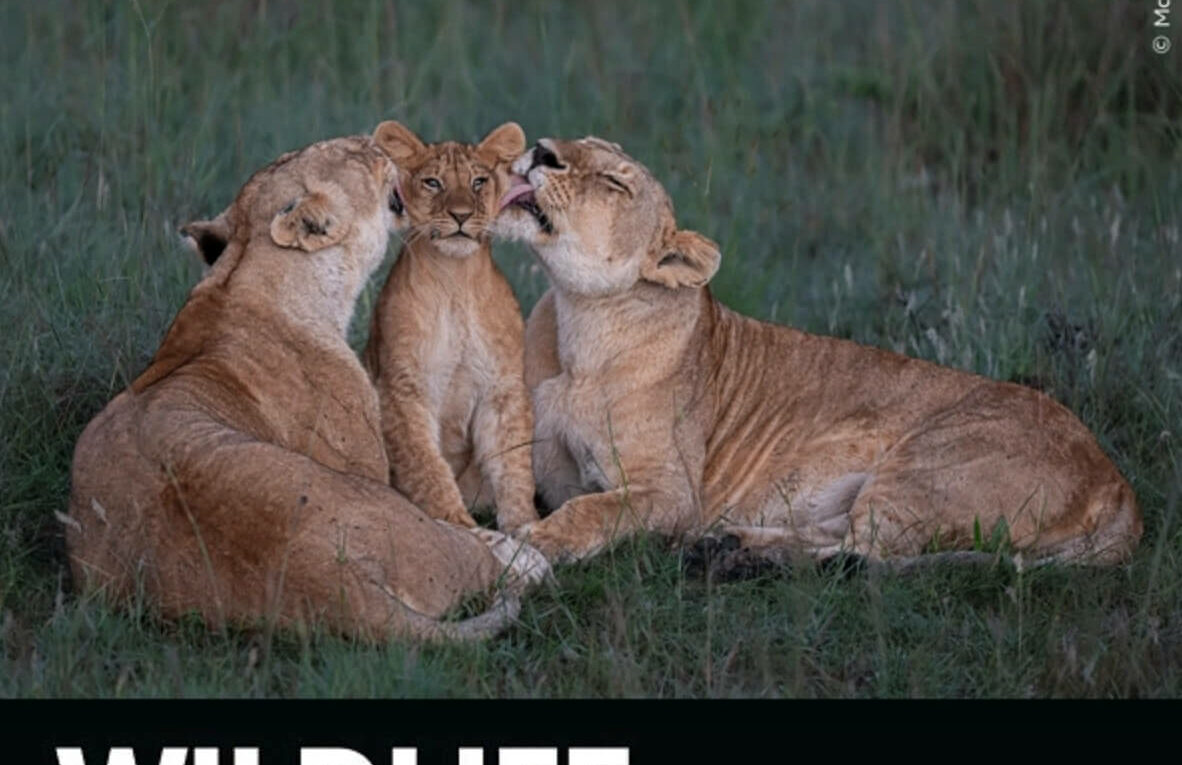 Wildlife Photographer of the Year